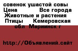 совенок ушастой совы › Цена ­ 5 000 - Все города Животные и растения » Птицы   . Кемеровская обл.,Мариинск г.